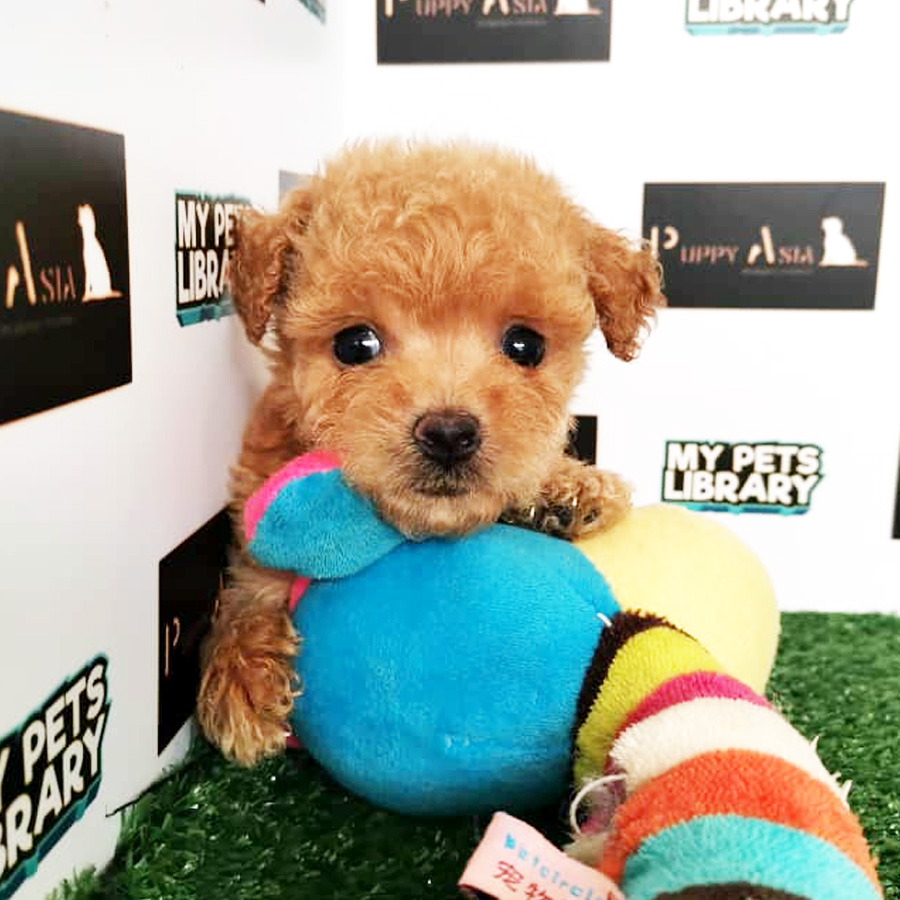 Toy Poodle Puppy (Female) For Sale