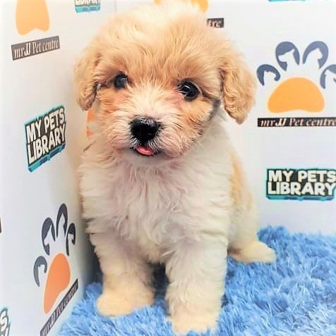 Toy Poodle Puppy (Male) For Sale