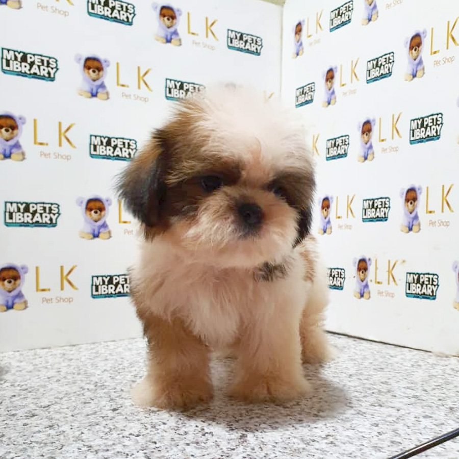 Shih Tzu Puppy (Male) For Sale