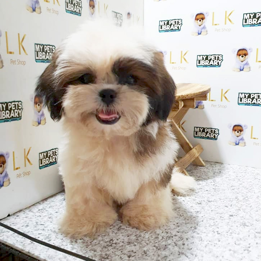 Shih Tzu Puppy (Female) For Sale