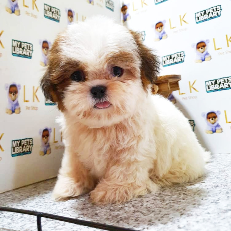 Shih Tzu Puppy (Female) For Sale