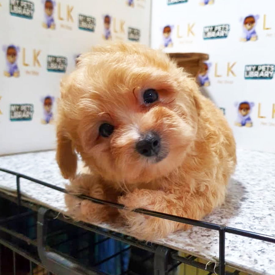 Toy Poodle Puppy (Male) For Sale