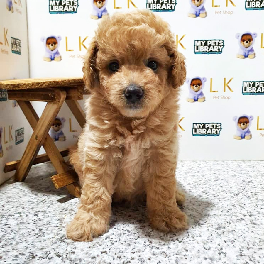 Toy Poodle Puppy (Male) For Sale