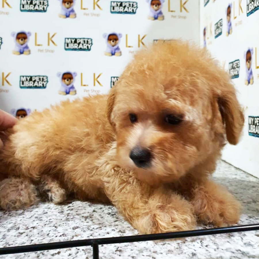 Toy Poodle Puppy (Female) For Sale