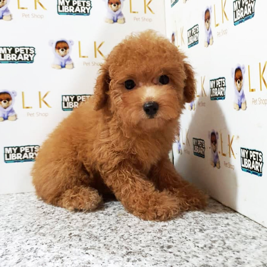 Toy Poodle Puppy (Female) For Sale