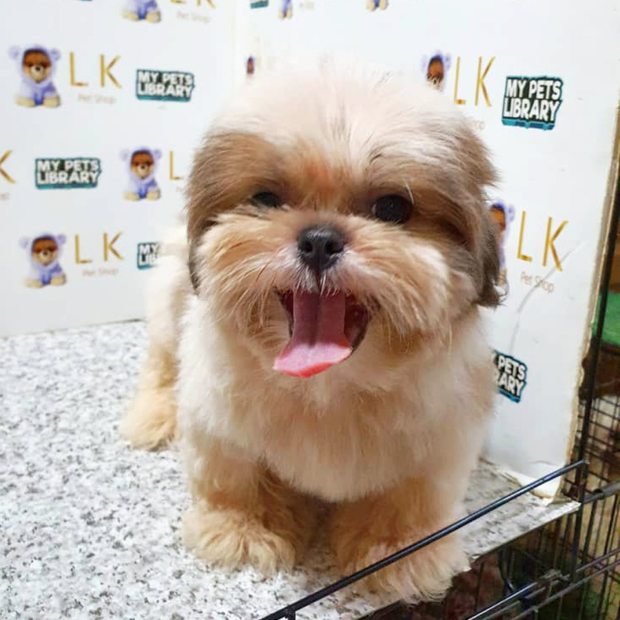 Shih Tzu Puppy (Male) For Sale
