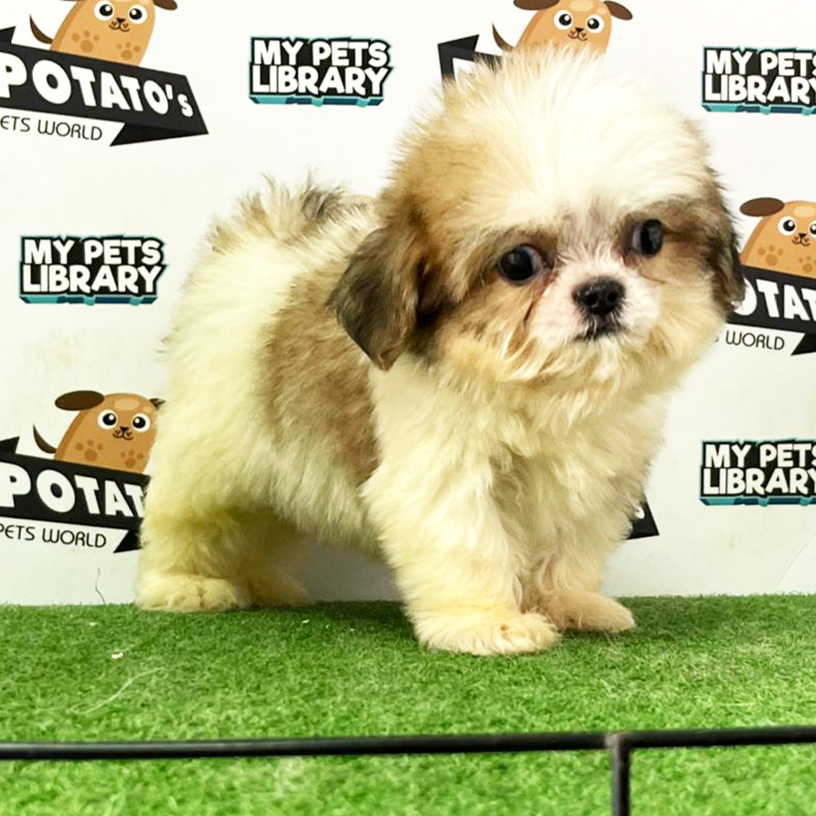 Shih Tzu Puppy (Male) For Sale
