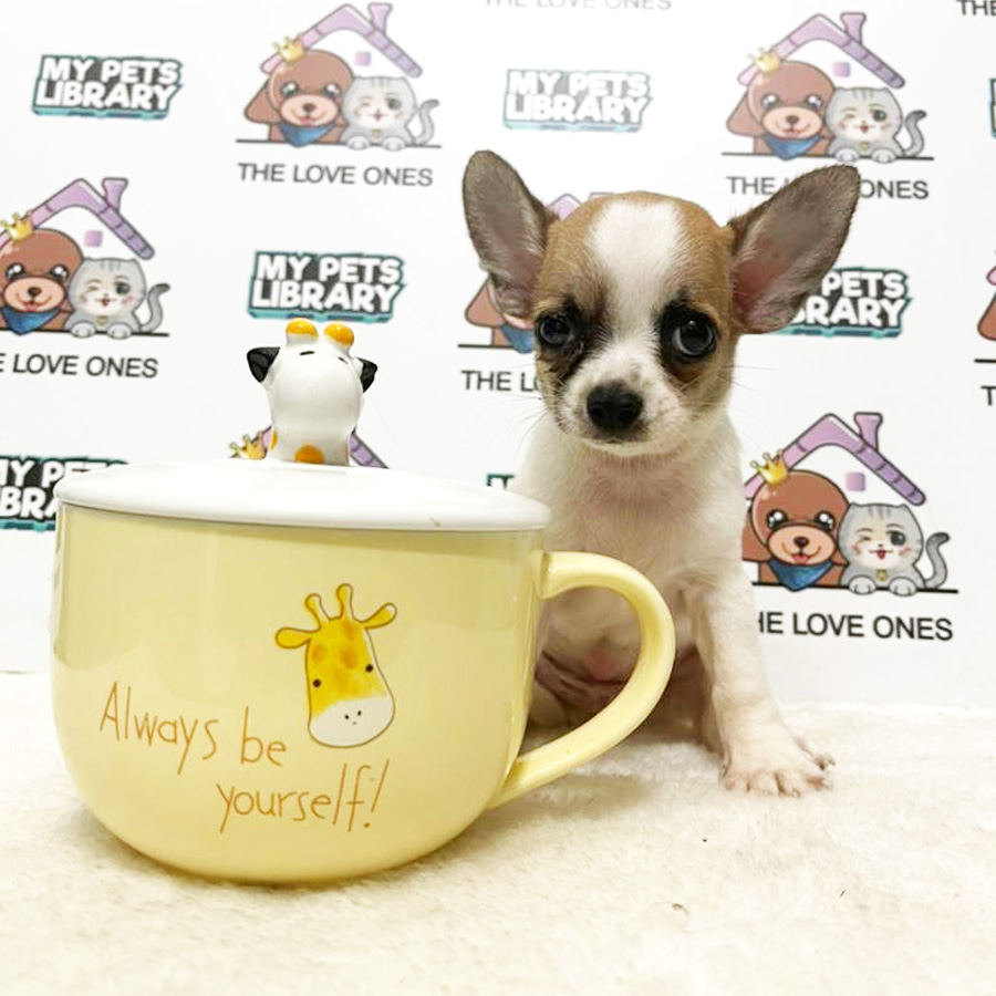 Chihuahua Puppy (Male) For Sale