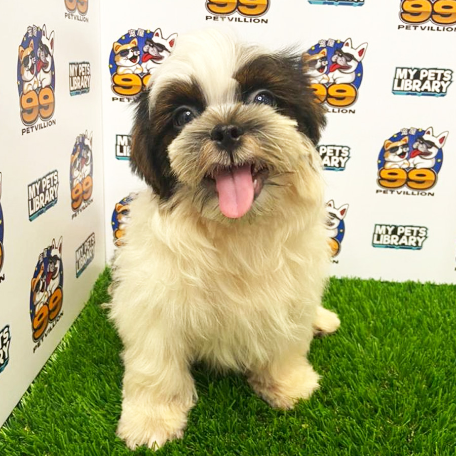 Shih Tzu Puppy (Male) For Sale