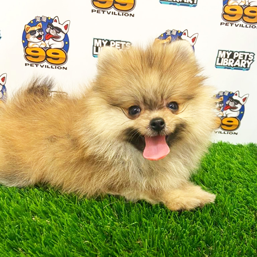 Super Tiny Pomeranian Puppy (Female) For Sale