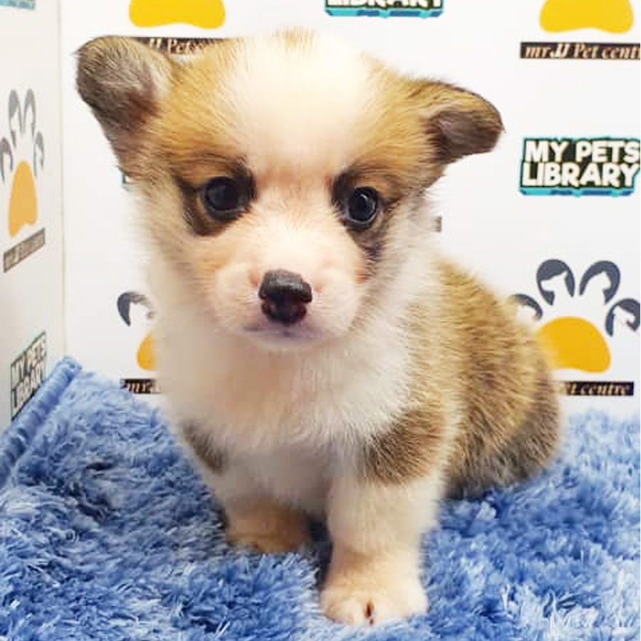 Welsh Corgi Puppy (Male) For Sale