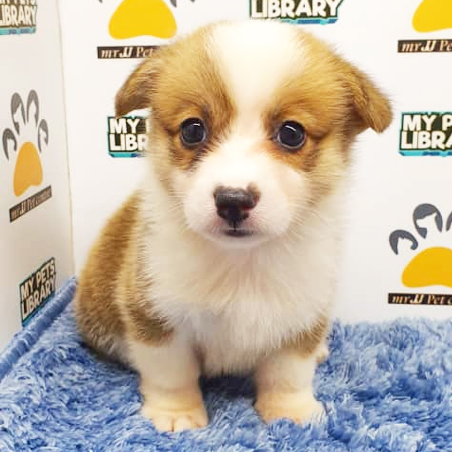 Welsh Corgi Puppy (Male) For Sale