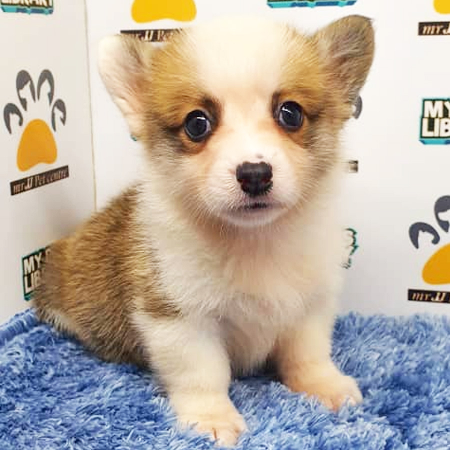 Welsh Corgi Puppy (Male) For Sale