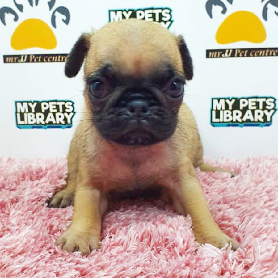 Pug Puppy (Female) For Sale