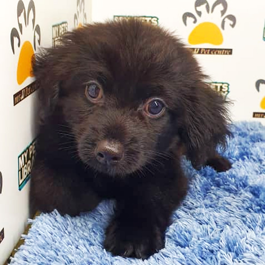 Pomapoo Puppy (Male) For Sale