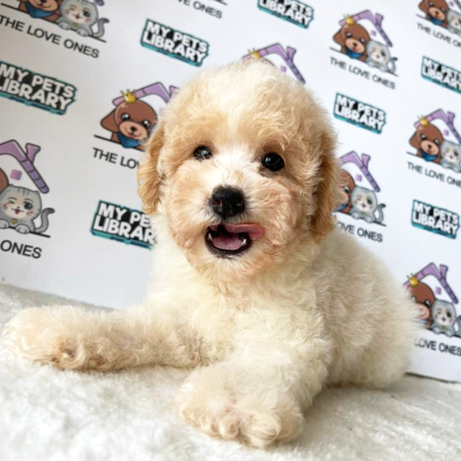 Toy Poodle Puppy (Female) For Sale