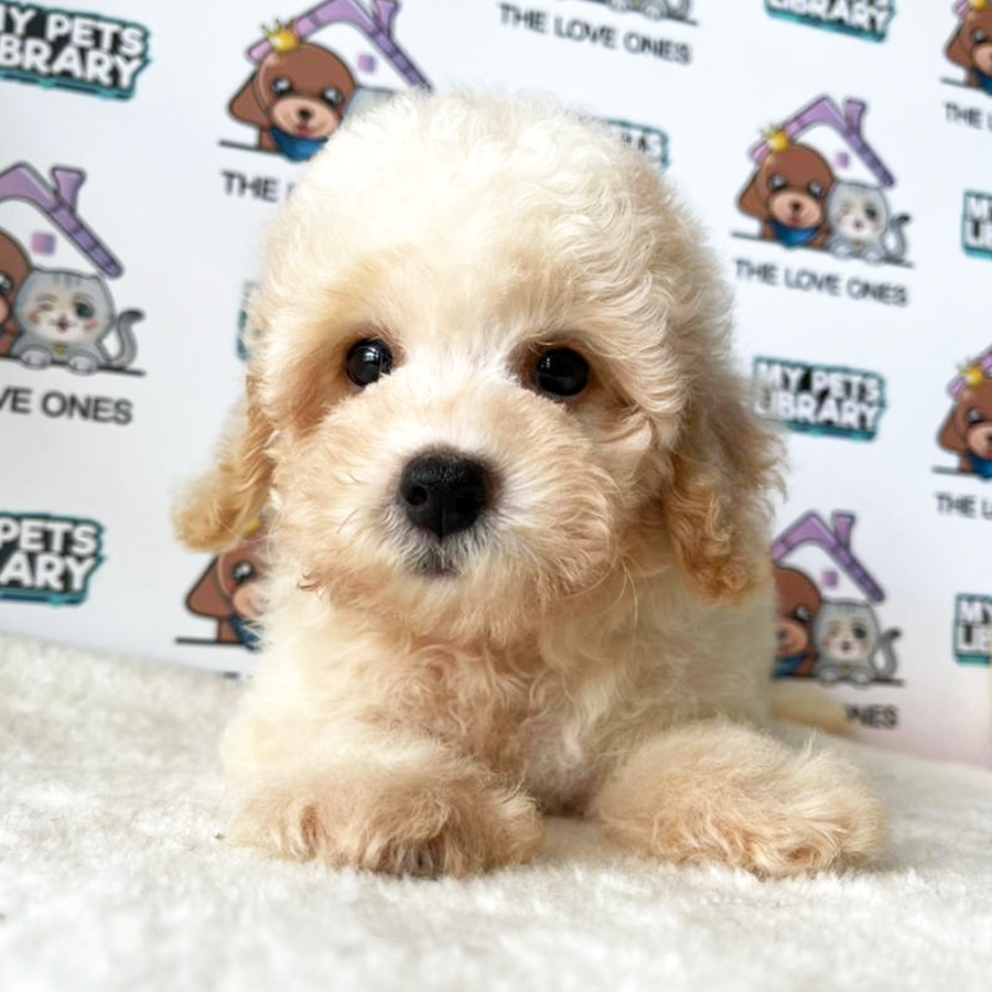 Toy Poodle Puppy (Female) For Sale