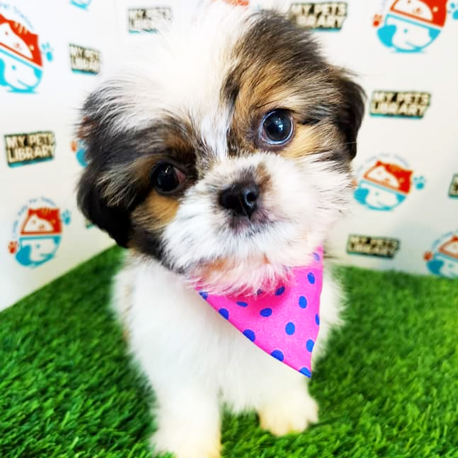 Shih Tzu Puppy (Female) For Sale