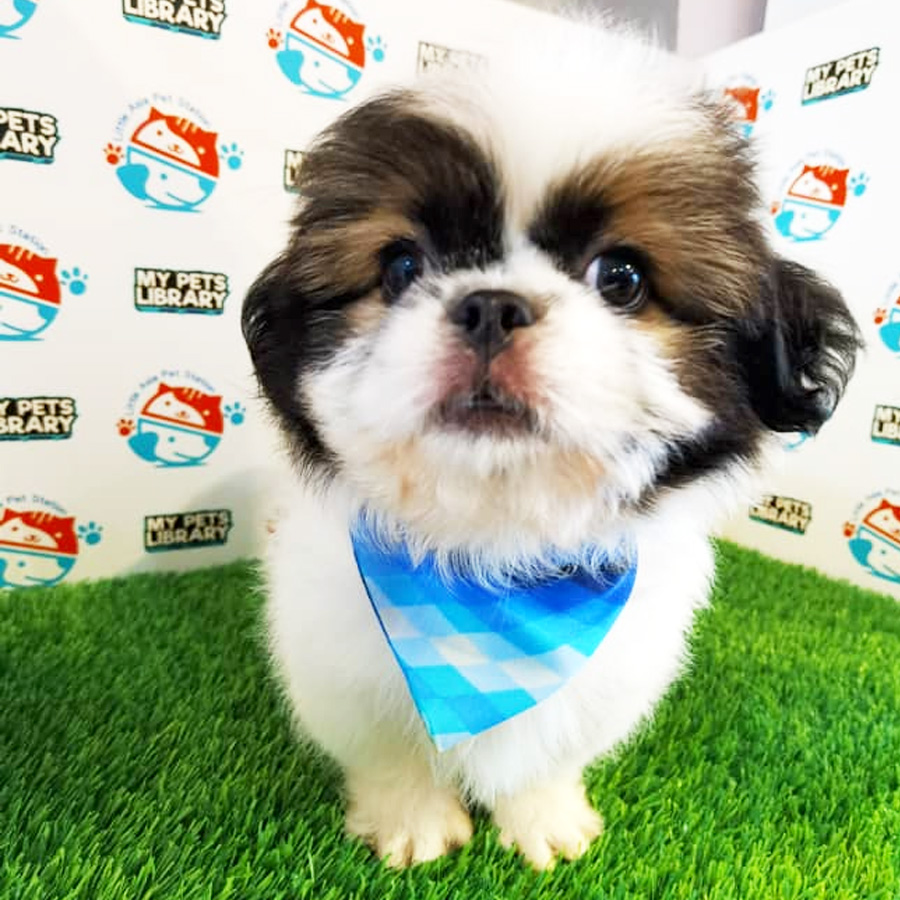 Shih Tzu Puppy (Male) For Sale