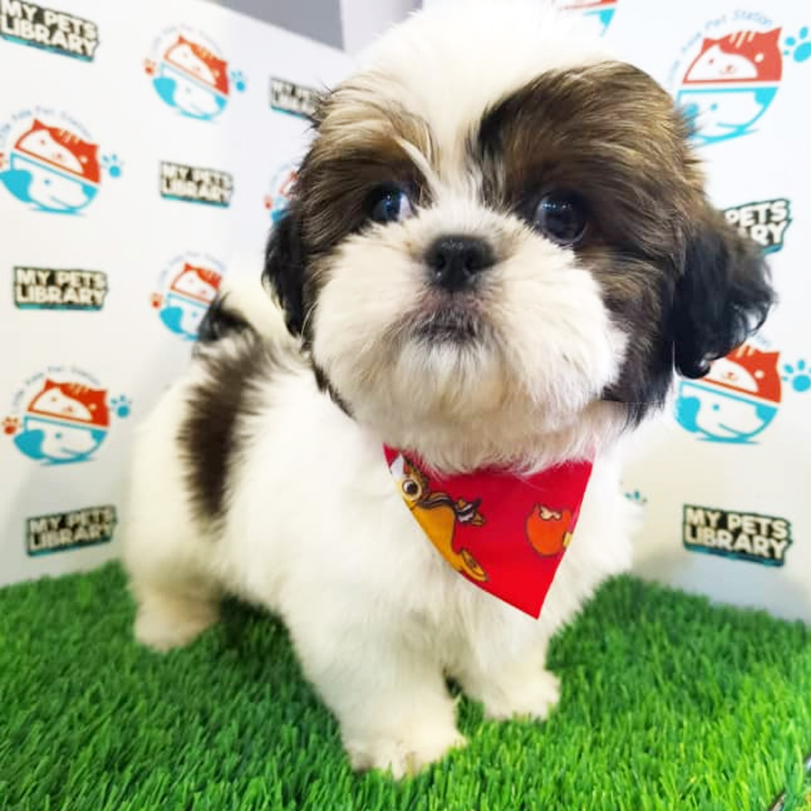 Shih Tzu Puppy (Female) For Sale