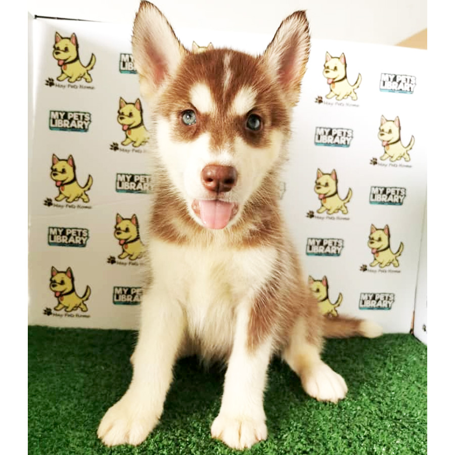 Siberian Husky Puppy (Female) For Sale