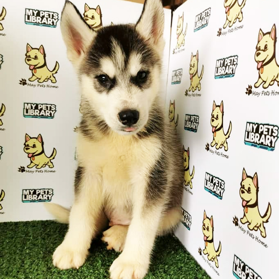 Siberian Husky Puppy (Male) For Sale