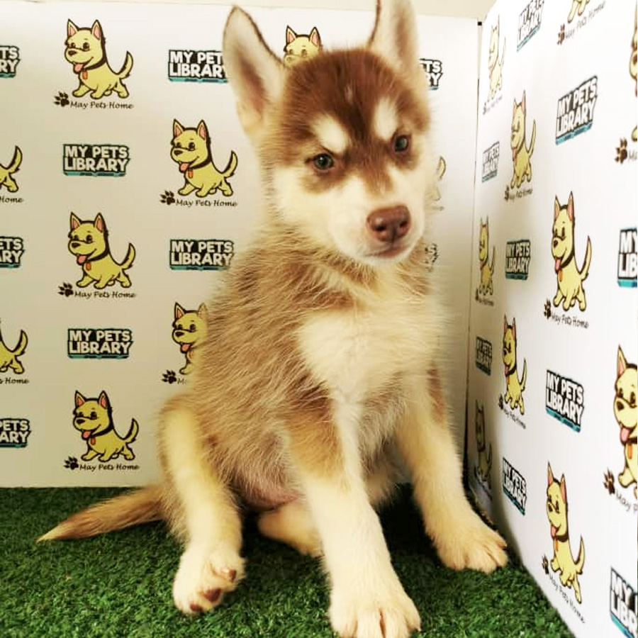Siberian Husky Puppy (Male) For Sale