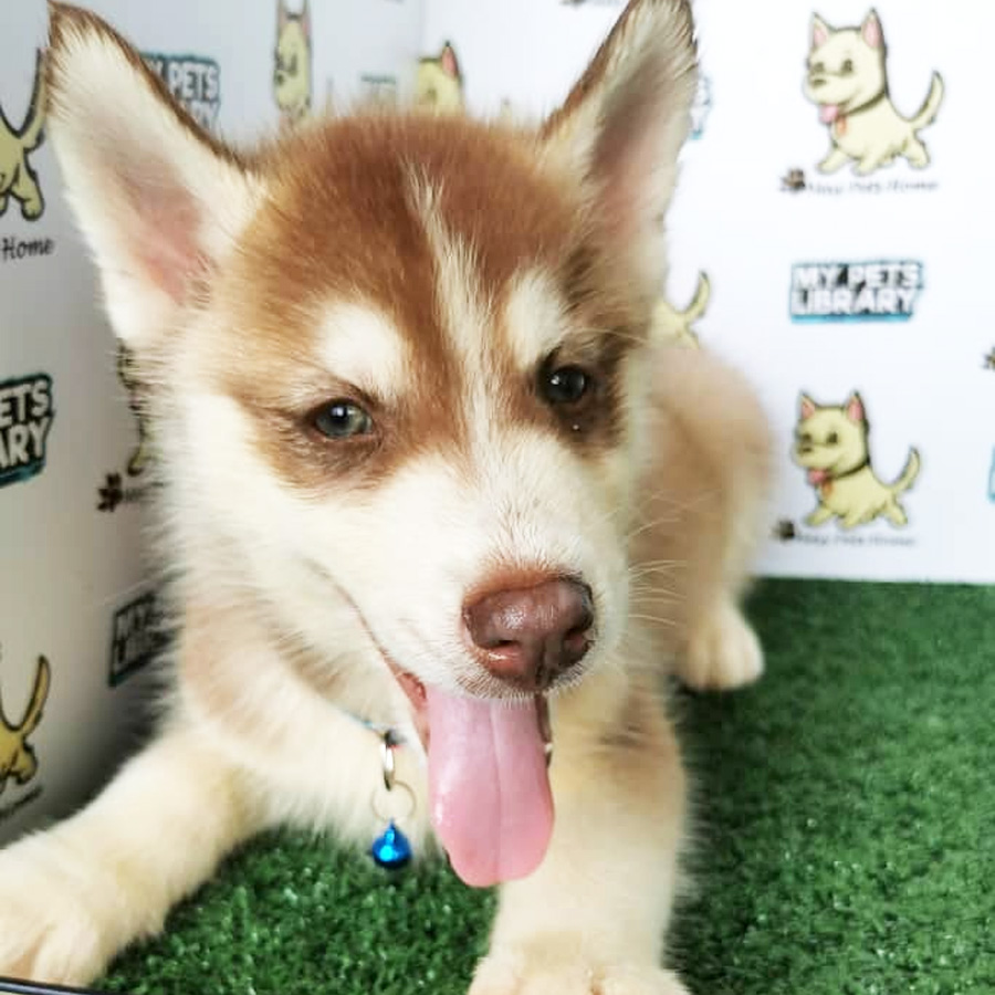 Siberian Husky Puppy (Male) For Sale