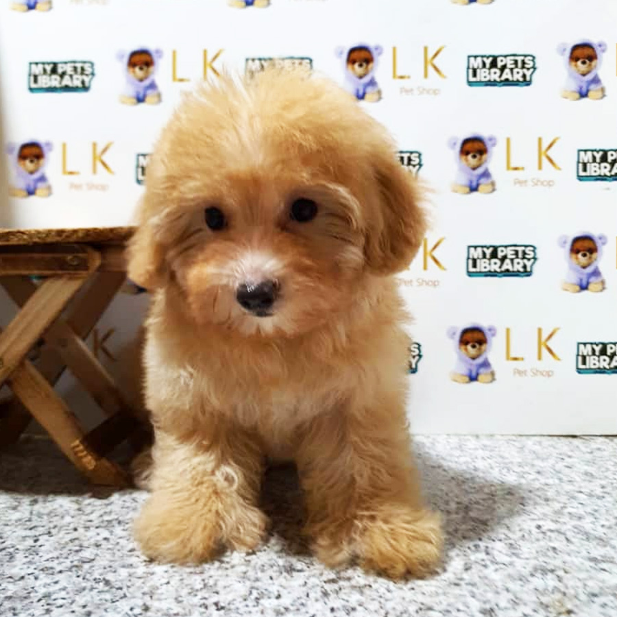 Toy Poodle Puppy (Female) For Sale