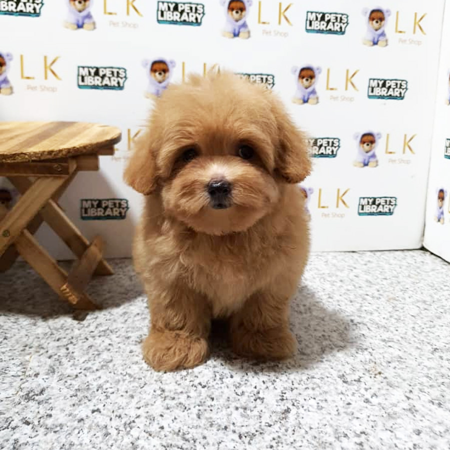 Toy Poodle Puppy (Male) For Sale