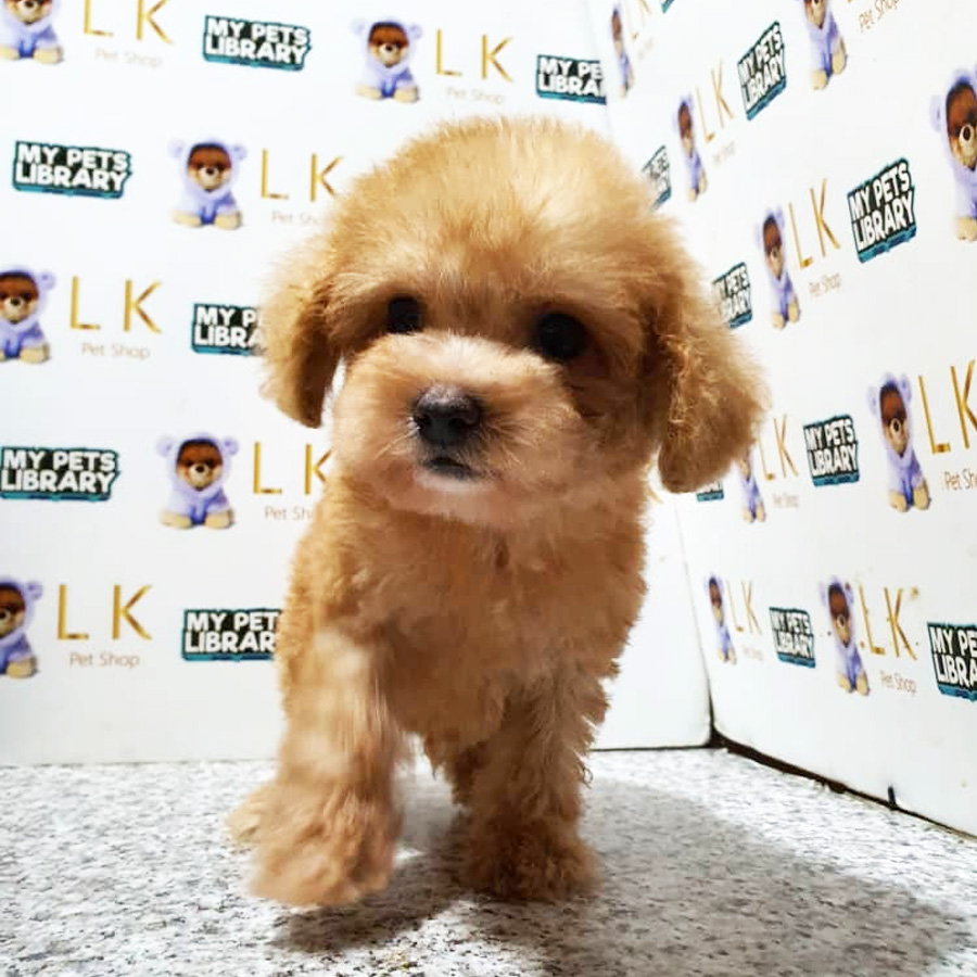 Toy Poodle Puppy (Male) For Sale
