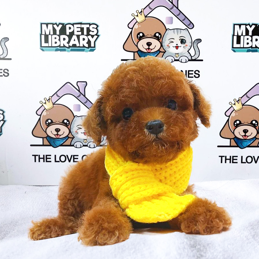Tiny Toy Poodle Puppy (Male) For Sale