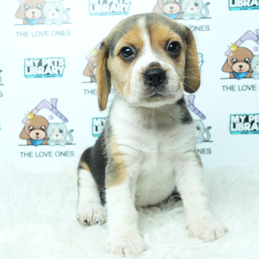 MKA Beagle Puppy (Female) For Sale