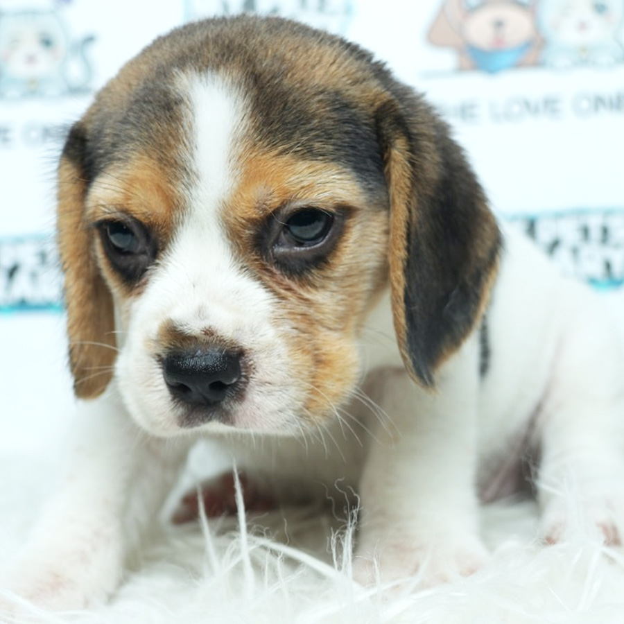 MKA Beagle Puppy (Female) For Sale