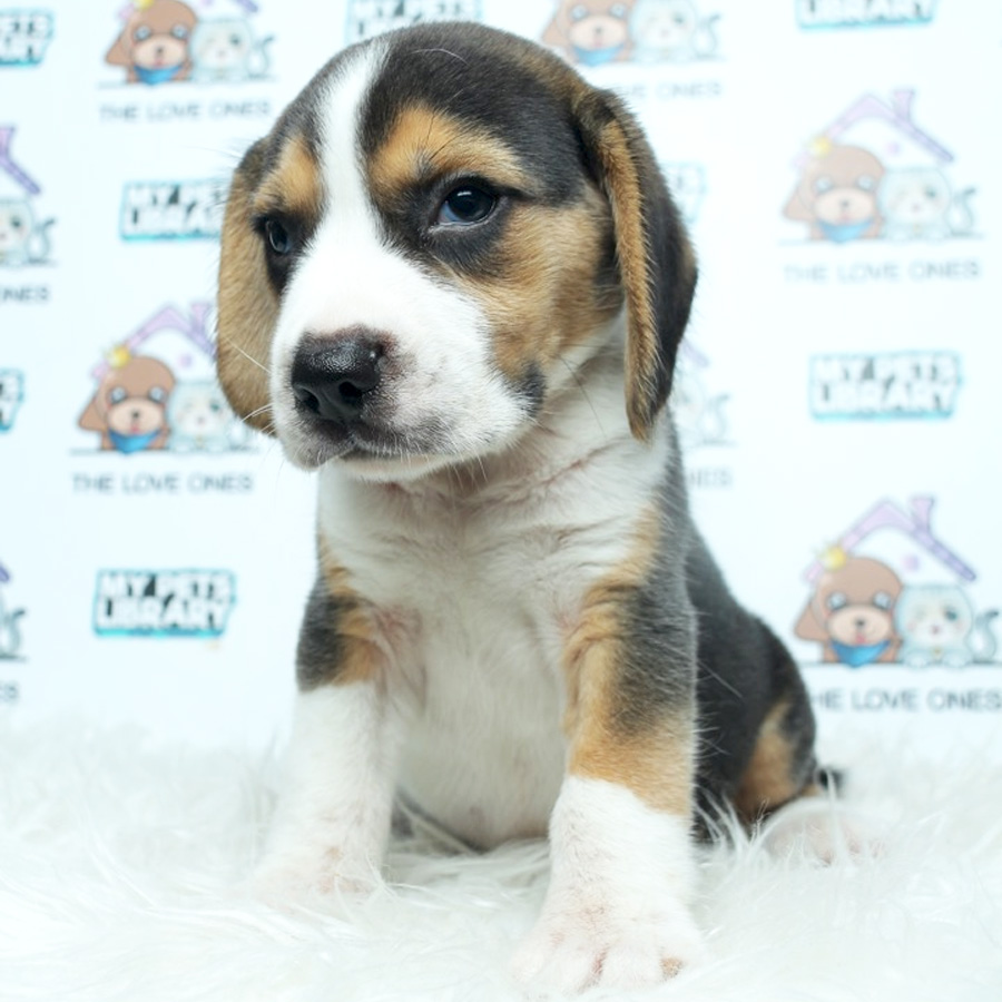 MKA Beagle Puppy (Male) For Sale