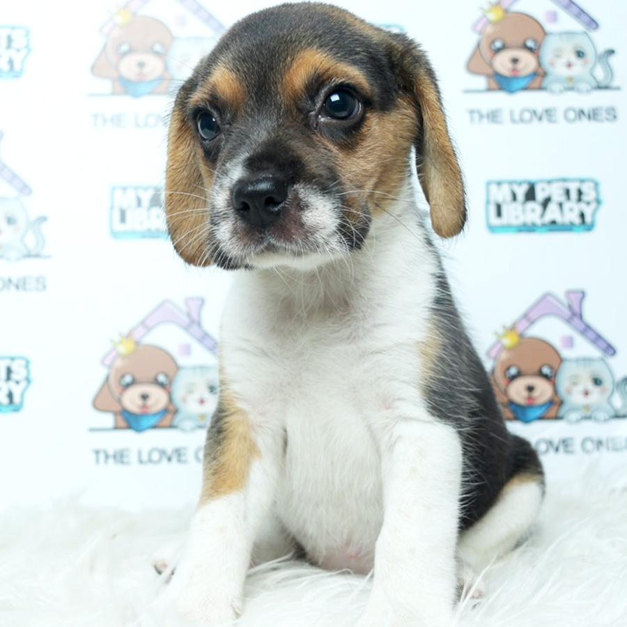 MKA Beagle Puppy (Female) For Sale