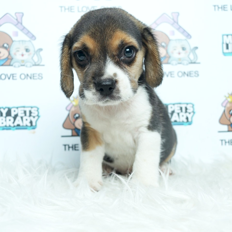 MKA Beagle Puppy (Male) For Sale