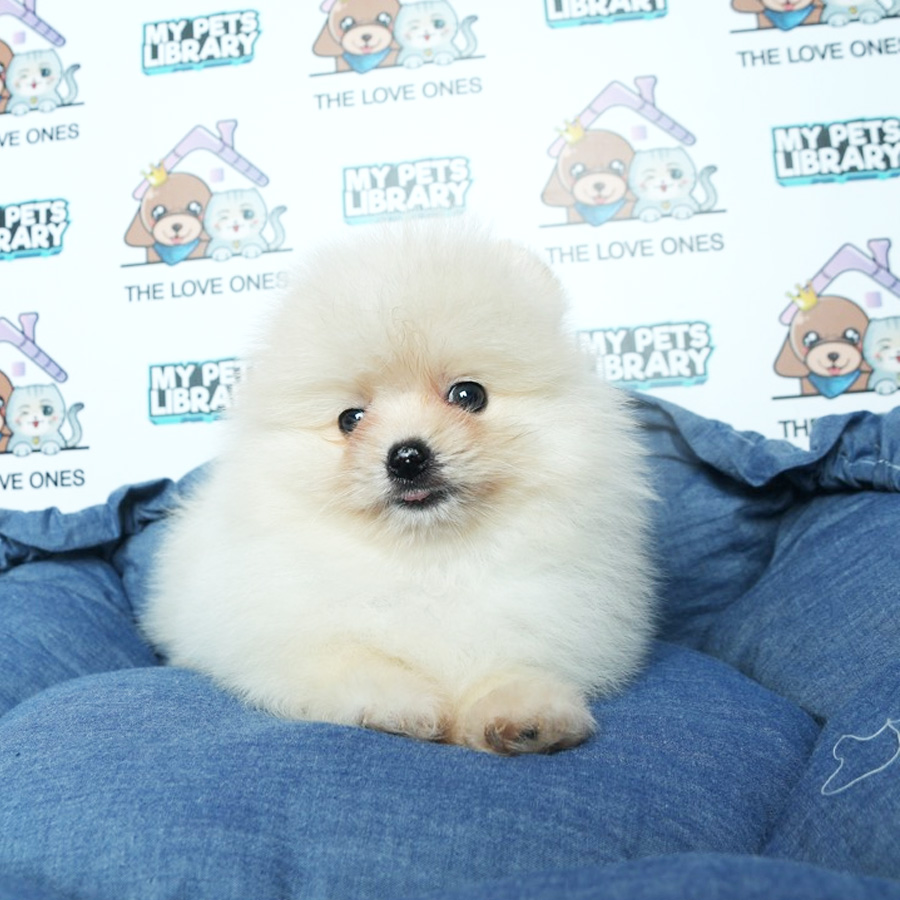 MKA Tiny Pomeranian Puppy (Male) For Sale