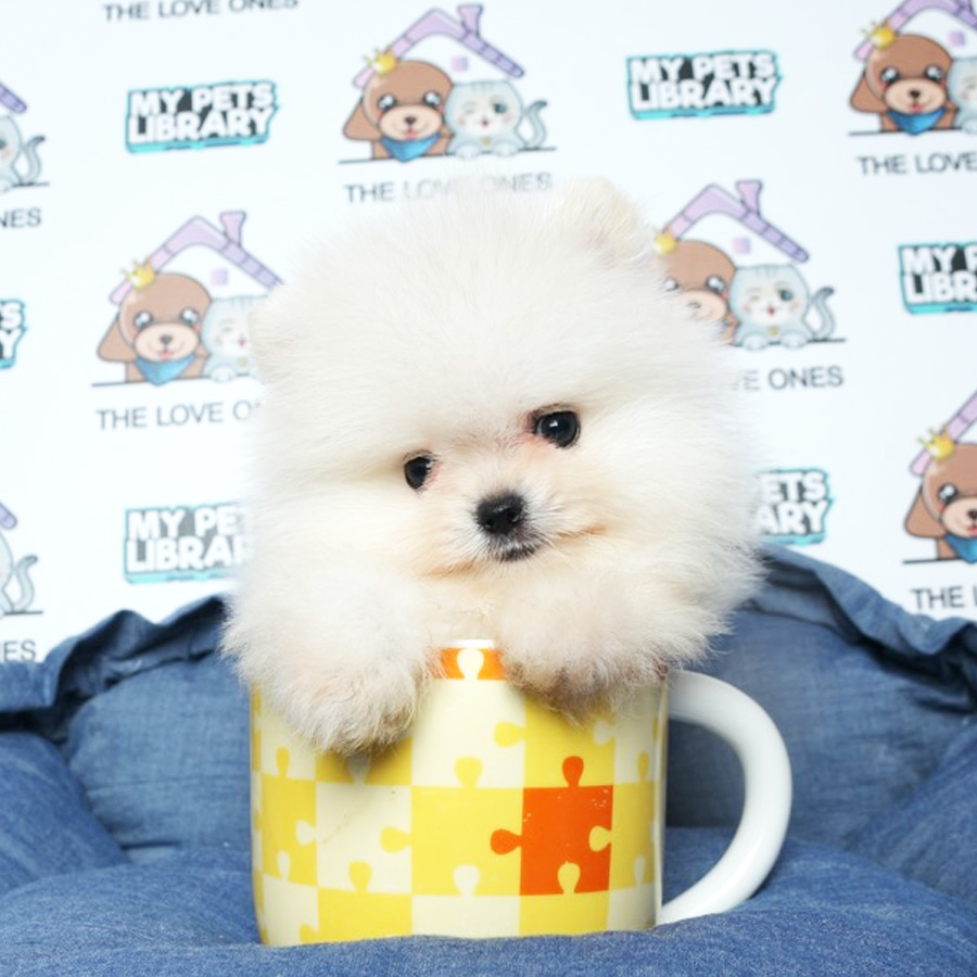 MKA Tiny Teacup PomeranianPuppy (Male) For Sale