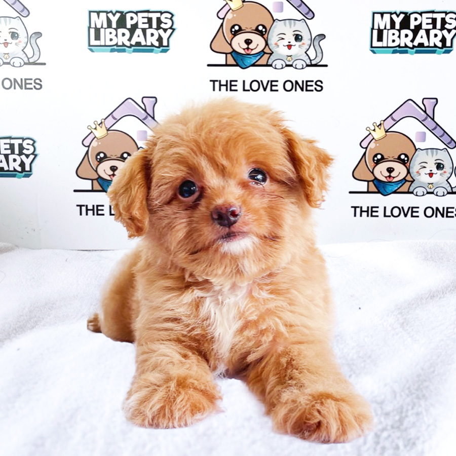 Teddy Bear Face Tiny Poodle Puppy (Female) For Sale