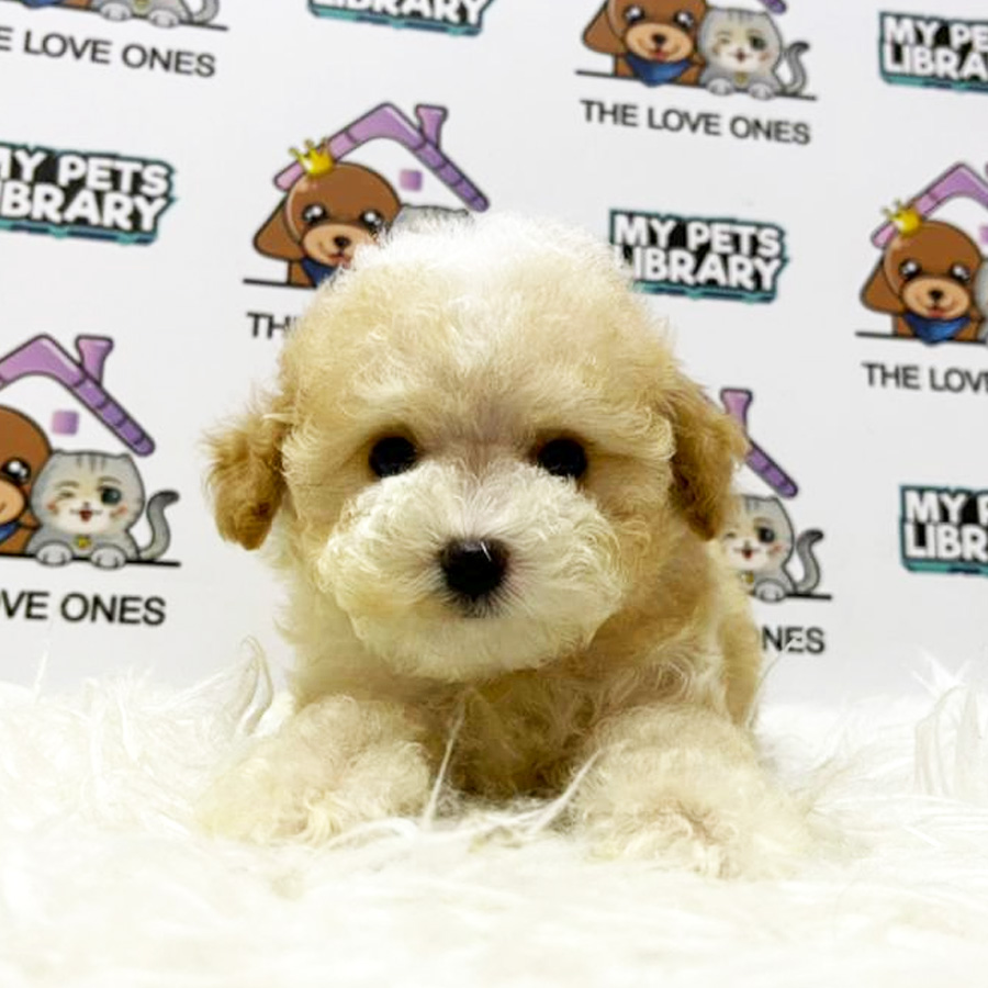 Teddy Bear Face Tiny Poodle Puppy (Male) For Sale