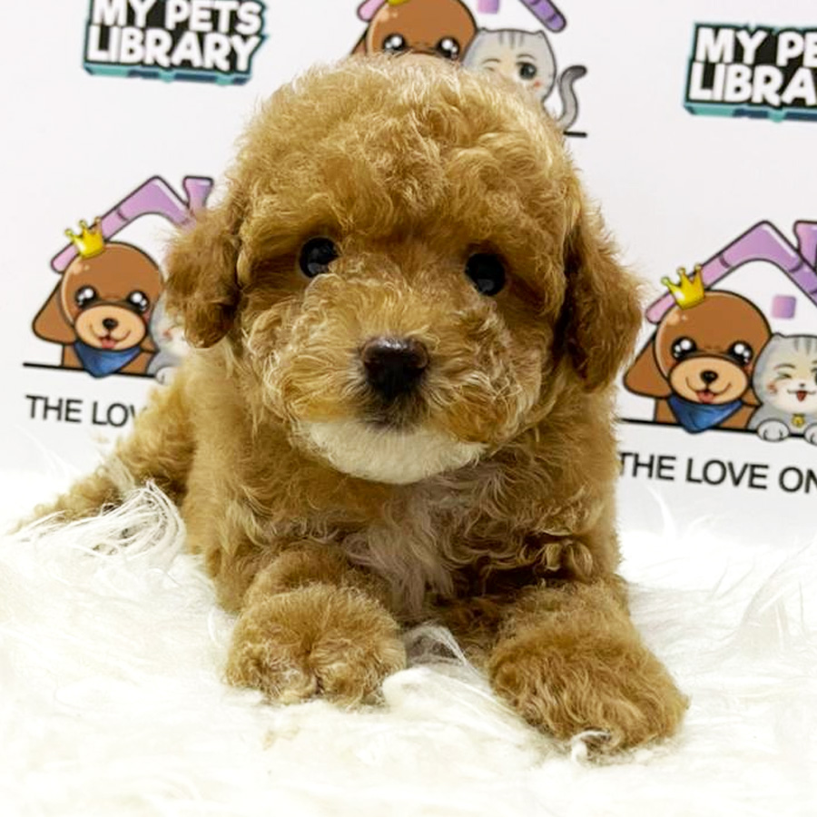 Teddy Bear Face Tiny Poodle Puppy (Male) For Sale