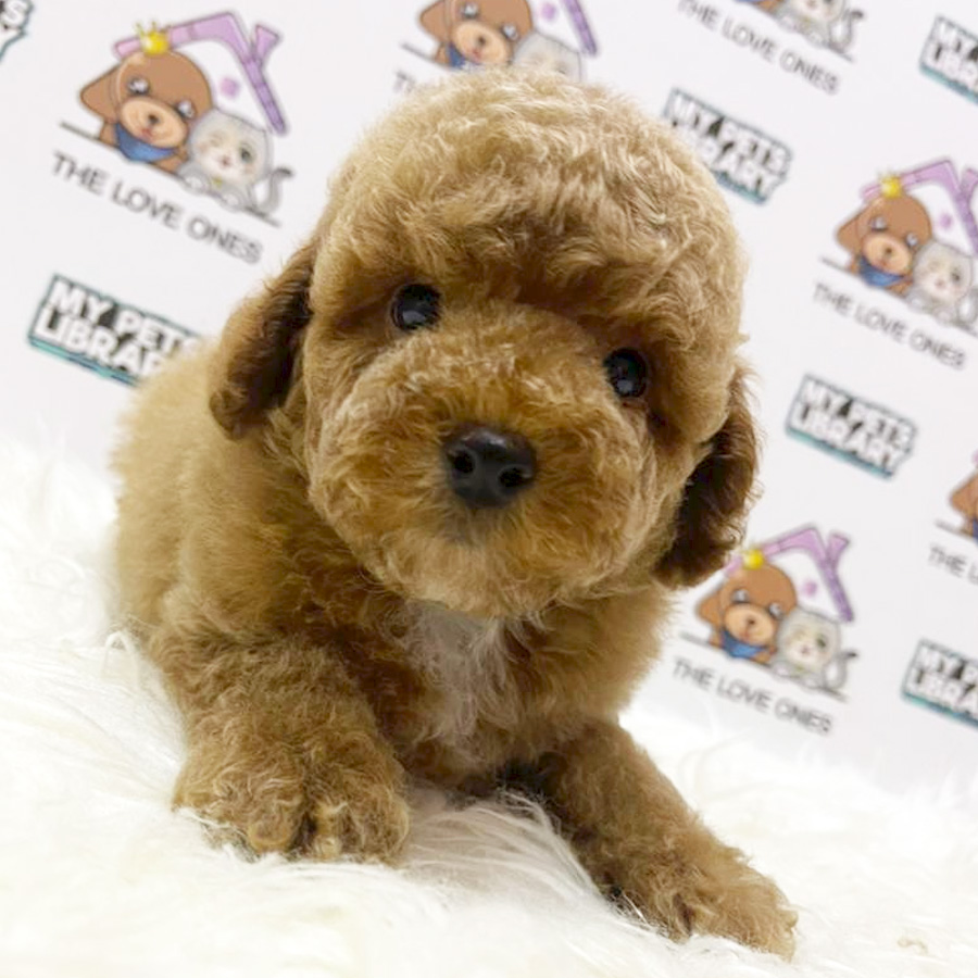 Teddy Bear Face Tiny Poodle Puppy (Male) For Sale