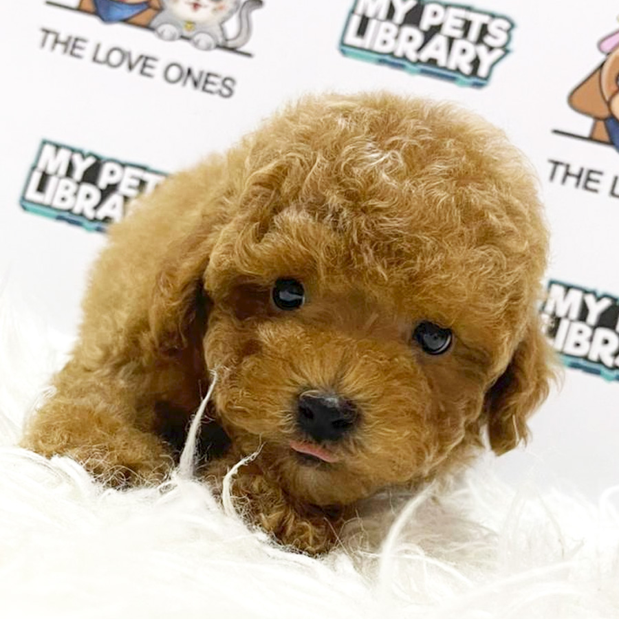 Teddy Bear Face Tiny Poodle Puppy (Male) For Sale