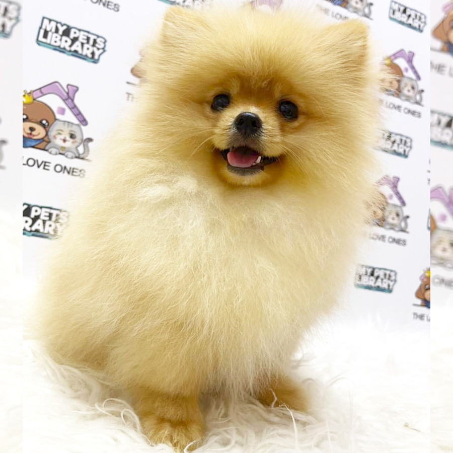 Pomeranian Puppy (Male) For Sale