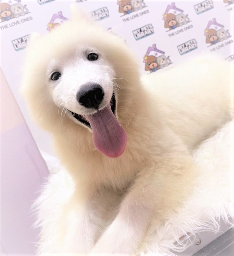 Samoyed Puppy (Male) For Sale