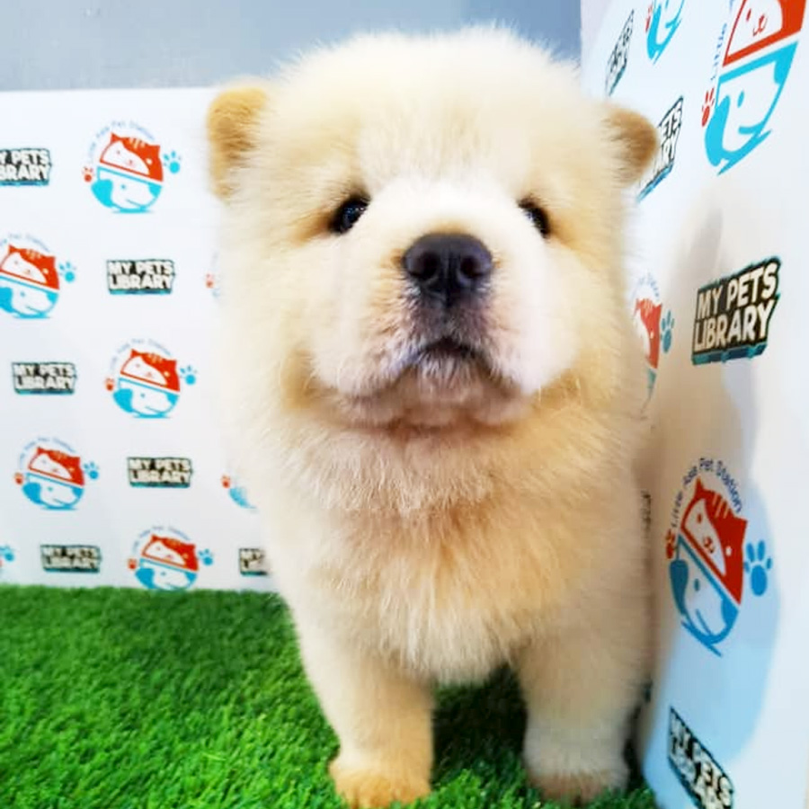 Chow Chow Puppy (Male) For Sale
