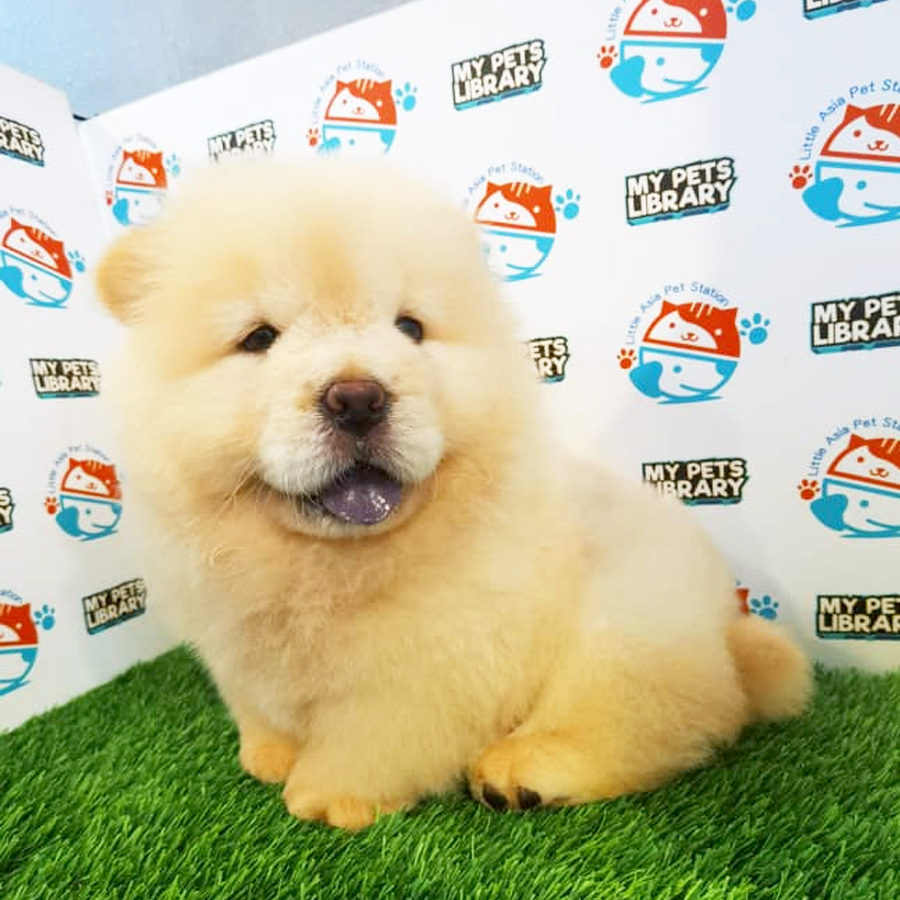 Chow Chow Puppy (Male) For Sale
