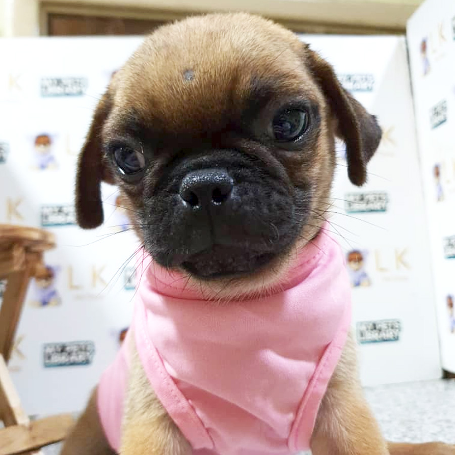 Pug Puppy (Male) For Sale