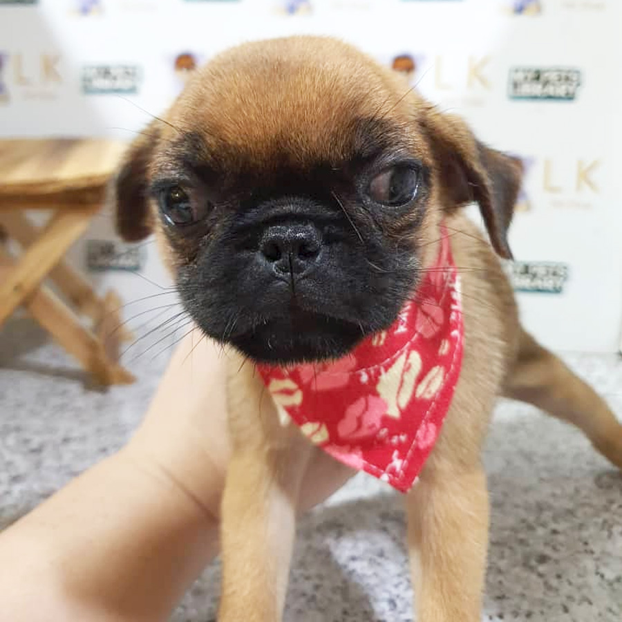 Pug Puppy (Female) For Sale